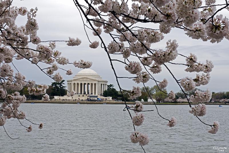 20080403_120505 D300 P.jpg - Jefferson Memorial and cherry blossom blloming along Tidal Basin